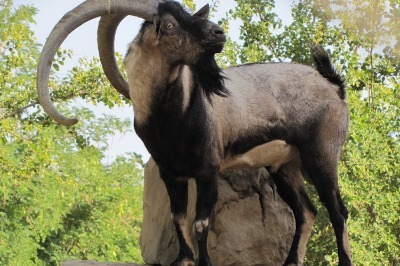 Keçiler Ortadoğu Boyunca Nasıl Yayıldı? 