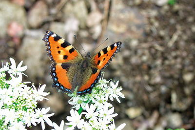 Kelebeklerin Peşinde