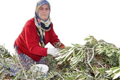 Kolin Termik Santralı’na Geç Gelen İptal