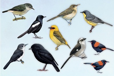 Kuşların Kurtuluş Öyküleri