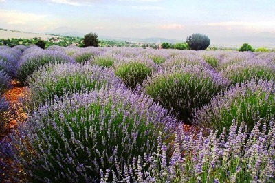 Lavanta ile Kırsal Yoksulluğu Yendiler