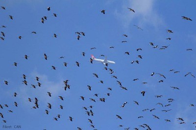 Leyleklerin Fıtratı