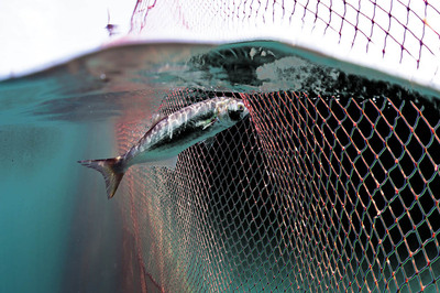 Lüfer’in Avrupa Turnesi