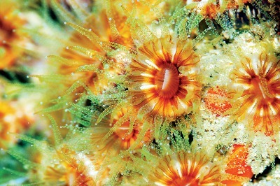 Mercanlar Beyaz Ölür