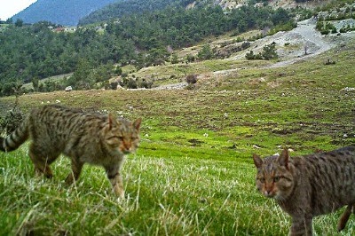 Nesli Koruma Altındaki Yabankedisi Soma'da Görüntülendi