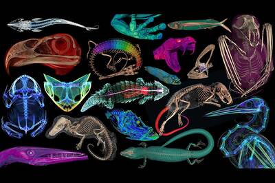 Omurgalılara 3 Boyutlu Bakmak