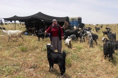 Sarıkeçililerden Mektup Var!