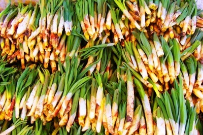 Toprağın Sırrı Bu Bitkide Saklı