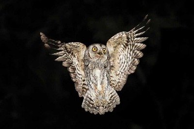 Yaban Ana Kaz Dağları