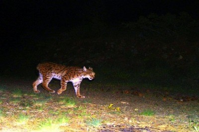 Yaban Kedisi Fotokapana Yakalandı