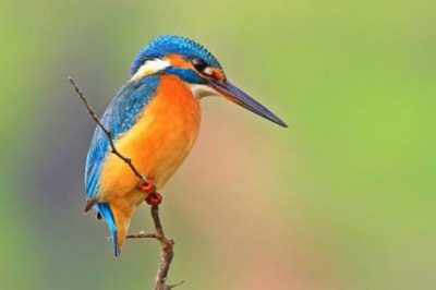 Yalıçapkını Koruma Altında 