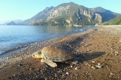 Yaşasın Deniz Kaplumbağaları
