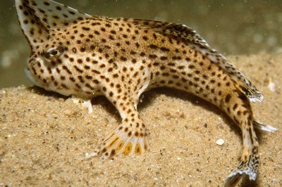 Yürüyen Balıktan Kötü Haber