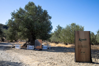 Zeytin Hasadı Kuşaklar Boyu Yaşasın