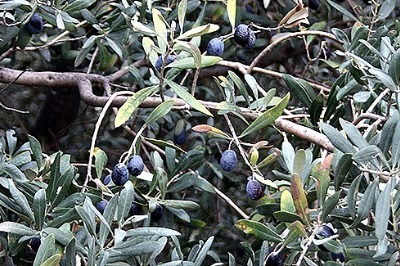 Zeytin Üreticileri Çaresiz...