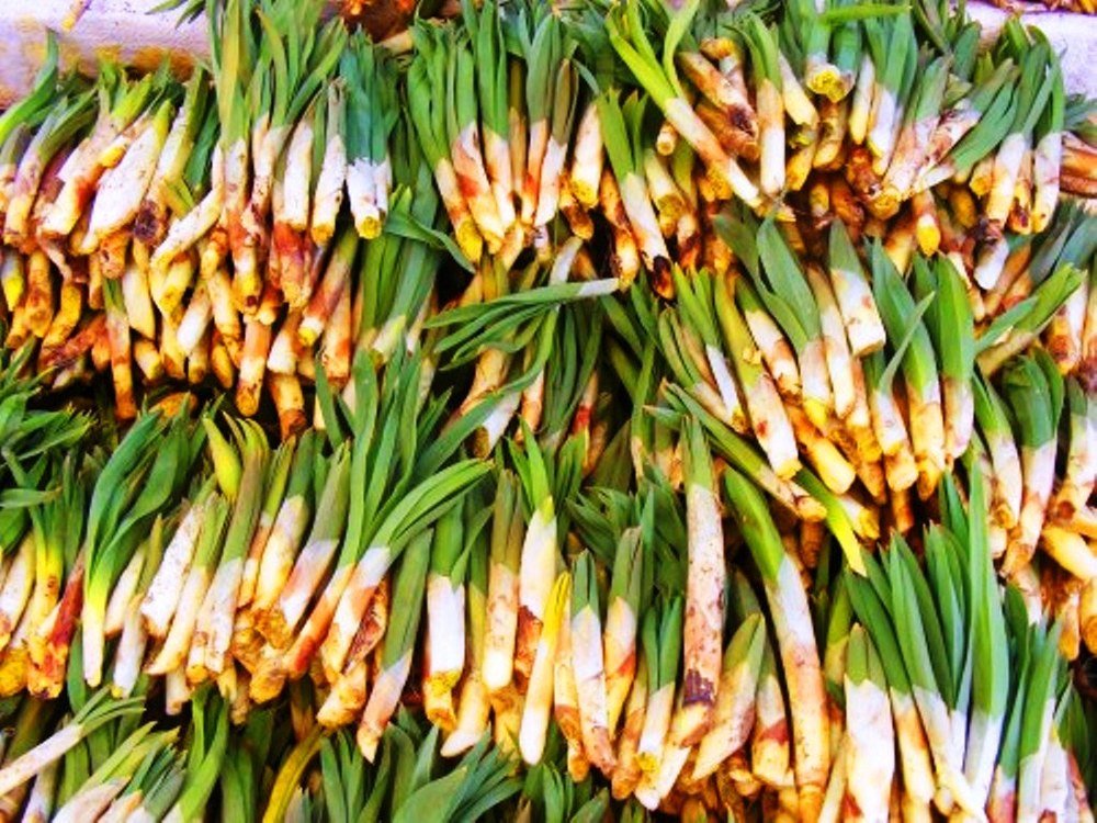 Toprağın Sırrı Bu Bitkide Saklı