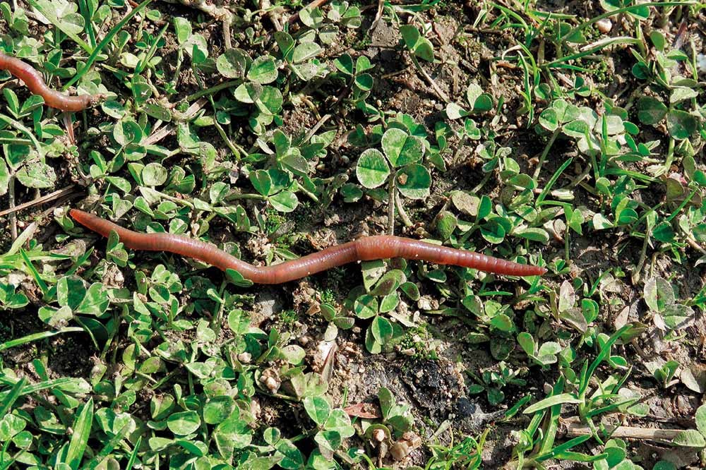 Topraksolucanları Şifa Kaynağı Olabilir Mi?