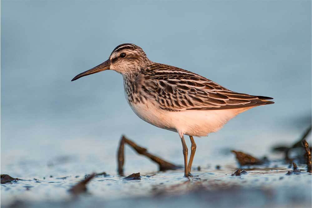 Türkiye’deki 5 Kıyı Kuşu Türü Tehlike Altında