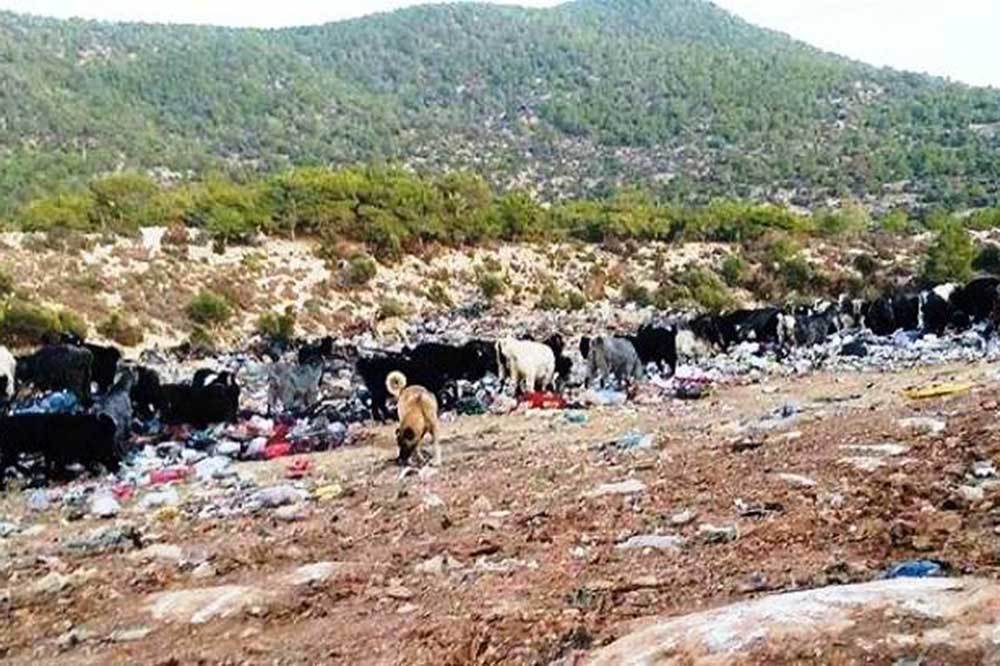 Türkiye’nin Hayvancılığı Çöpe Atıldı