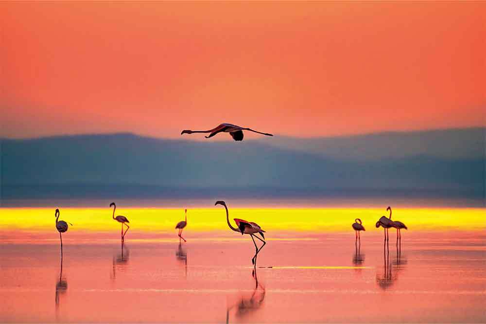 Tuz Gölü: Yaşasın Yavru Flamingolar