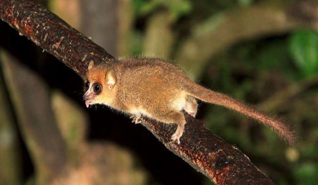 Üç Yeni Primat Türü Keşfedildi