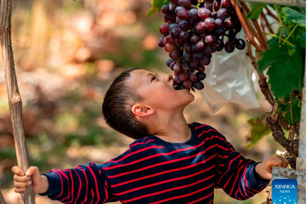 Üzümü Evcilleştirenler