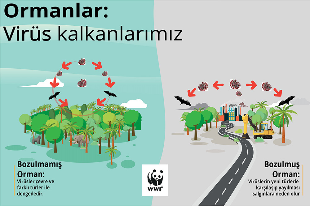 Virüsün Nedeni Yarasa Değil İnsan