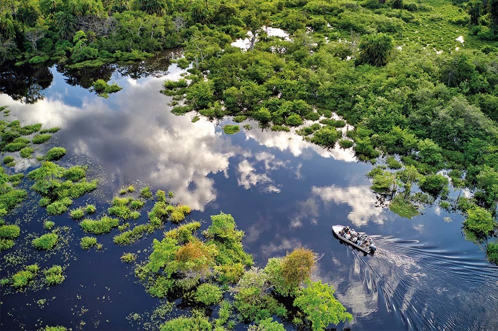 Yağmur Ormanları: Böl ve Yok Et