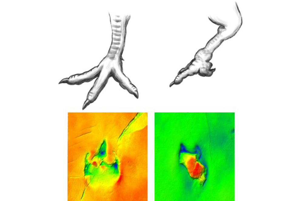 Yaralı Dinozorun İzinde