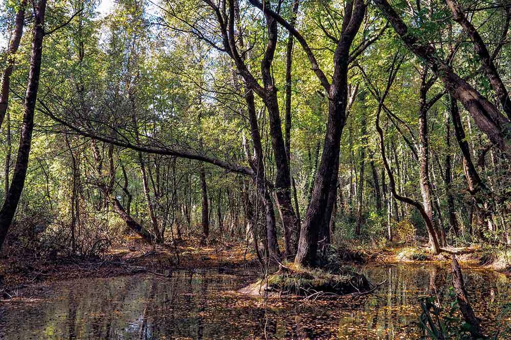 Yarasalar Sığla Ormanlarına Dönüyor