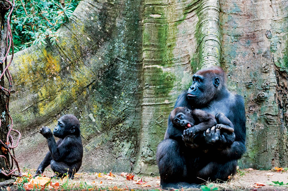 Yaşasın Dağ Gorilleri