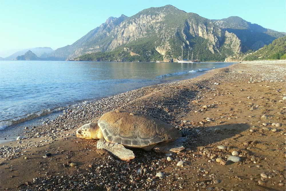Yaşasın Deniz Kaplumbağaları