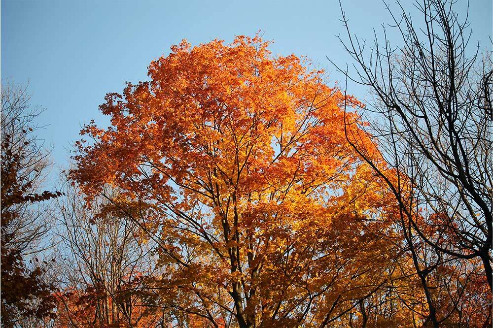 1 Ağaçta 1 Trilyon Mikrop Yaşıyor 3