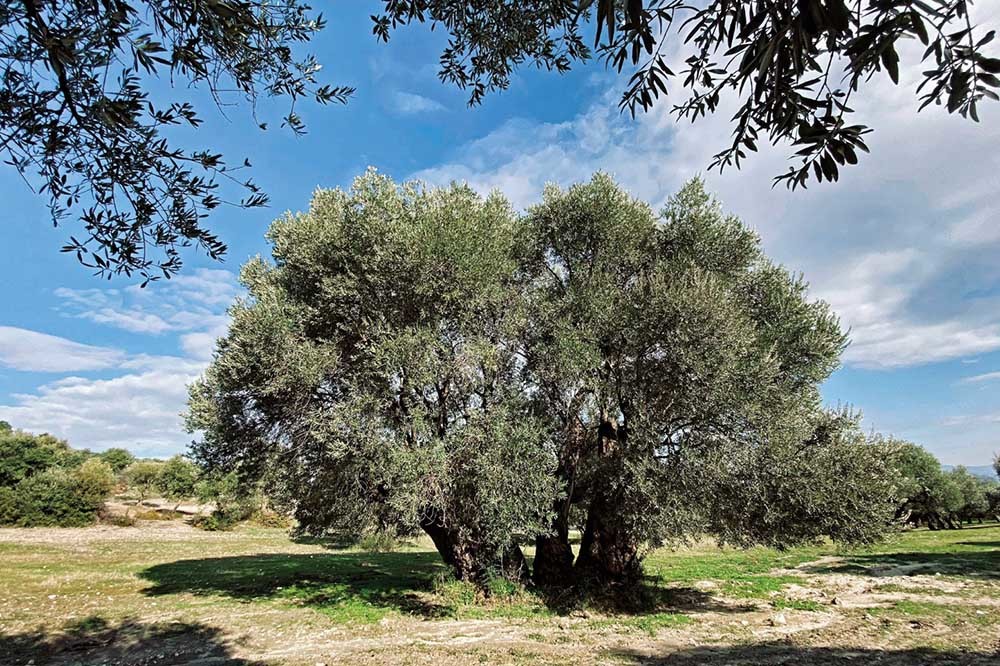 2090 Yaşında Zeytin: Ölmez Ağacı 1
