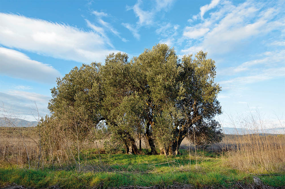 2090 Yaşında Zeytin: Ölmez Ağacı 2
