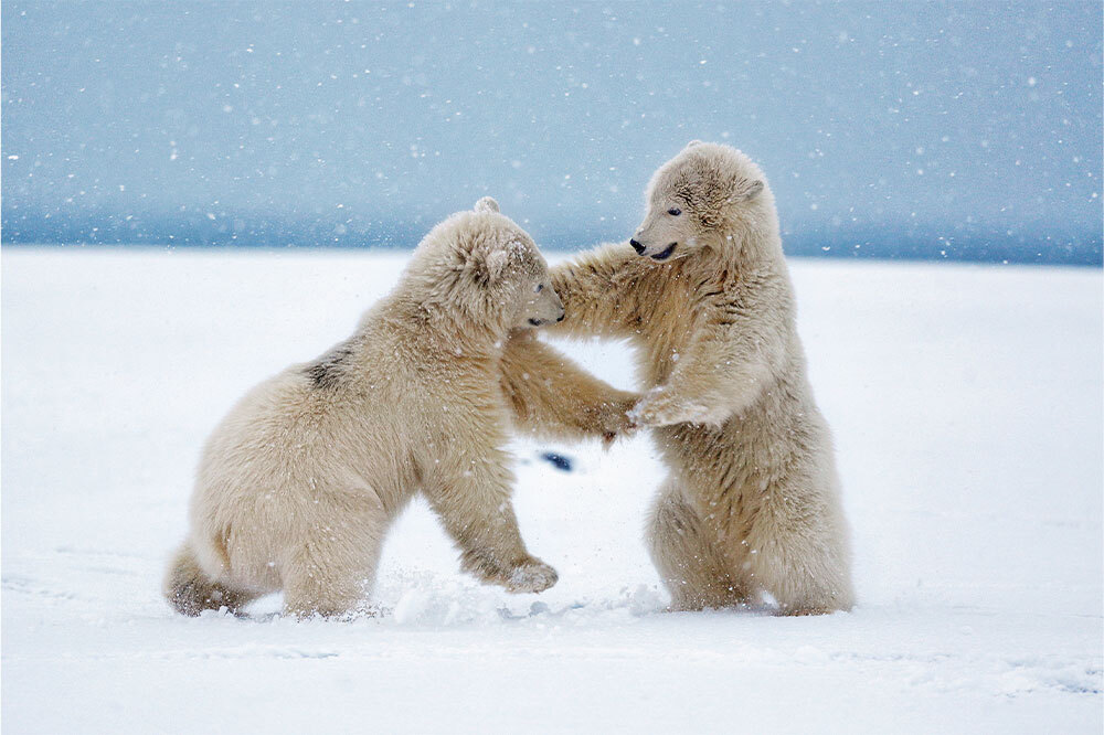 Arktik&rsquo;in Deniz Memelileri 2