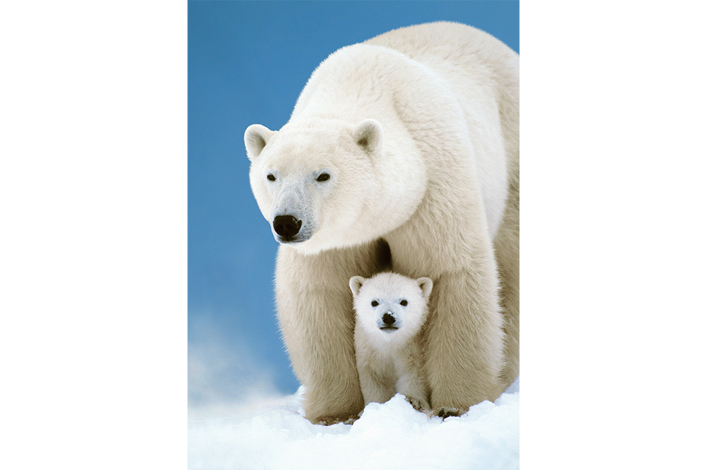 Arktik&rsquo;in Deniz Memelileri 3