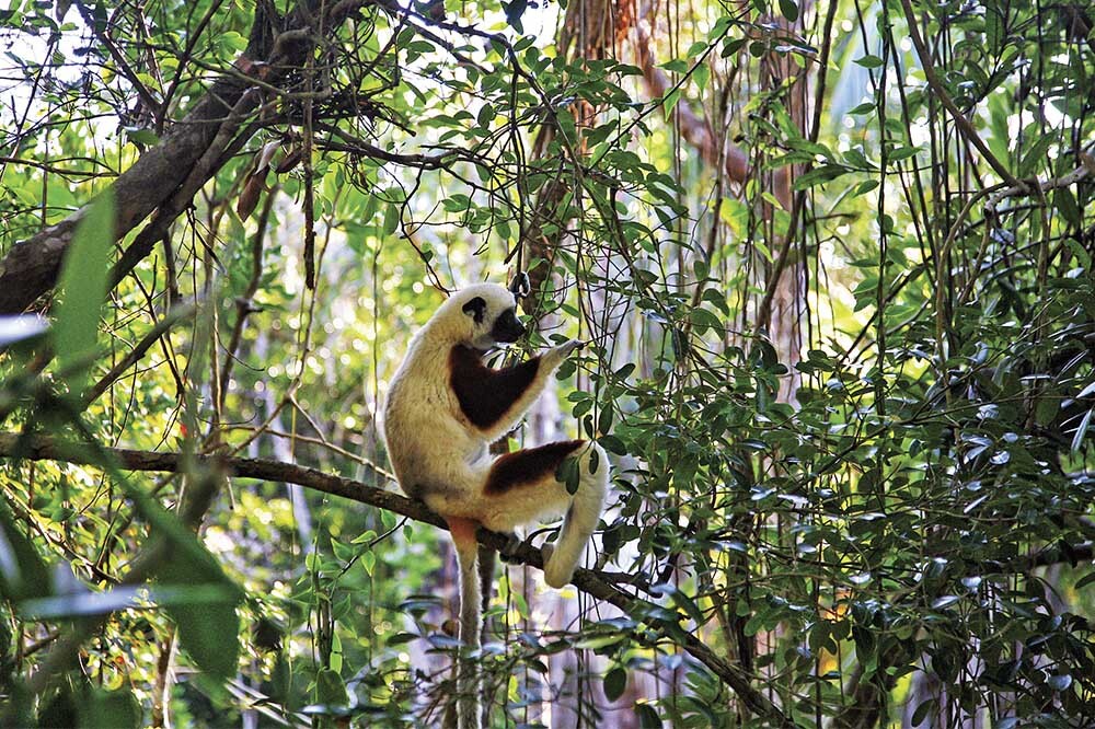 COP15: Dünyayı Koruma Sözü Verildi 2