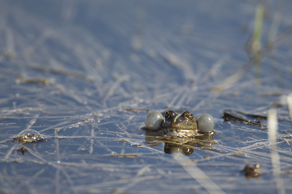 COP15: Dünyayı Koruma Sözü Verildi 3