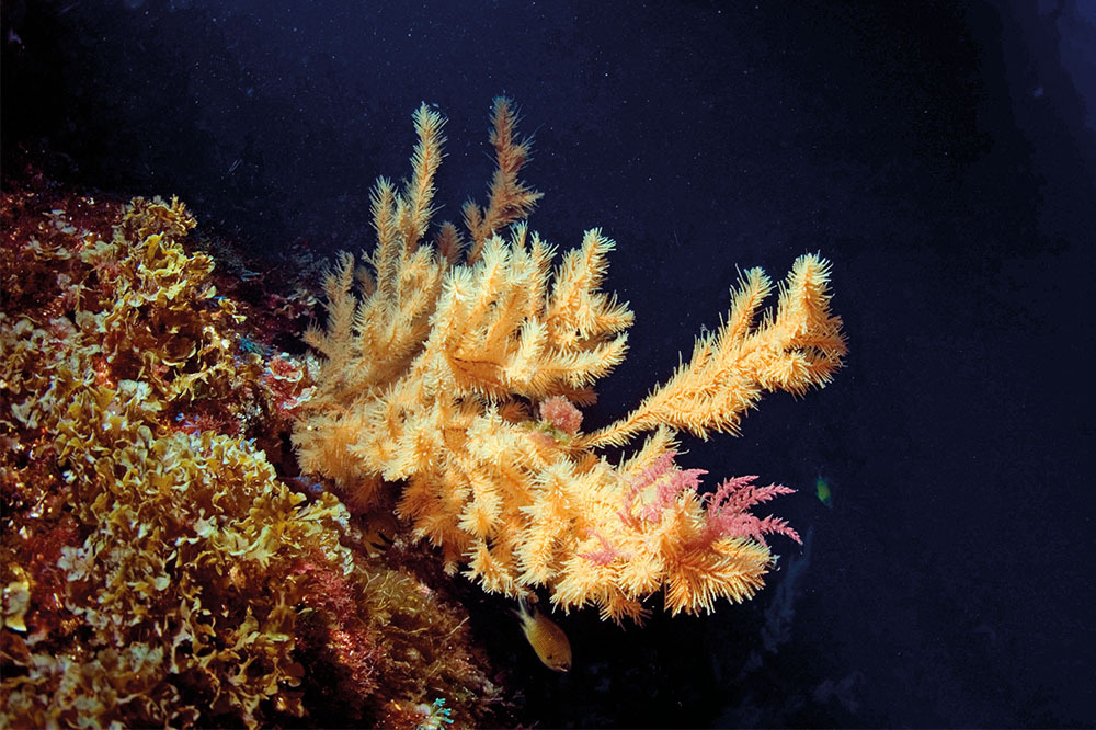 Derin Sorun: Deniz Madenciliğinin Bulanık Dünyası 1