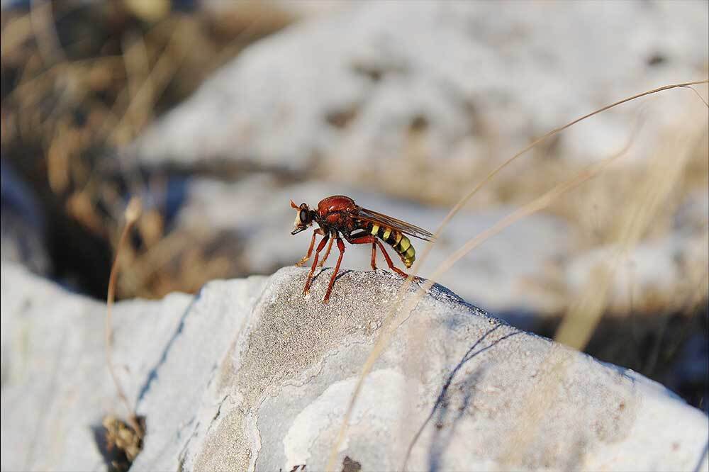 Doğa Kaşifi Gen&ccedil; İlham Veriyor 4