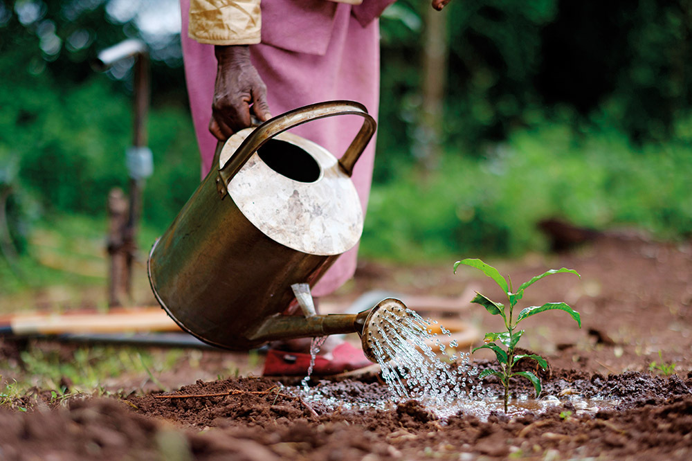 Ecosia: Yemyeşil Bir Arama Motoru 2