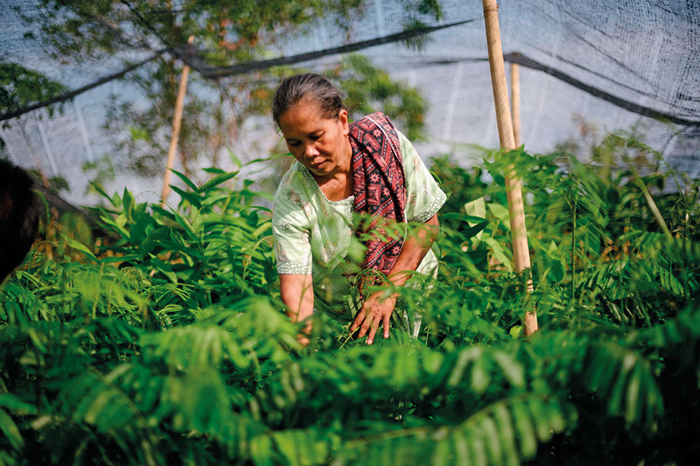 Ecosia: Yemyeşil Bir Arama Motoru 1