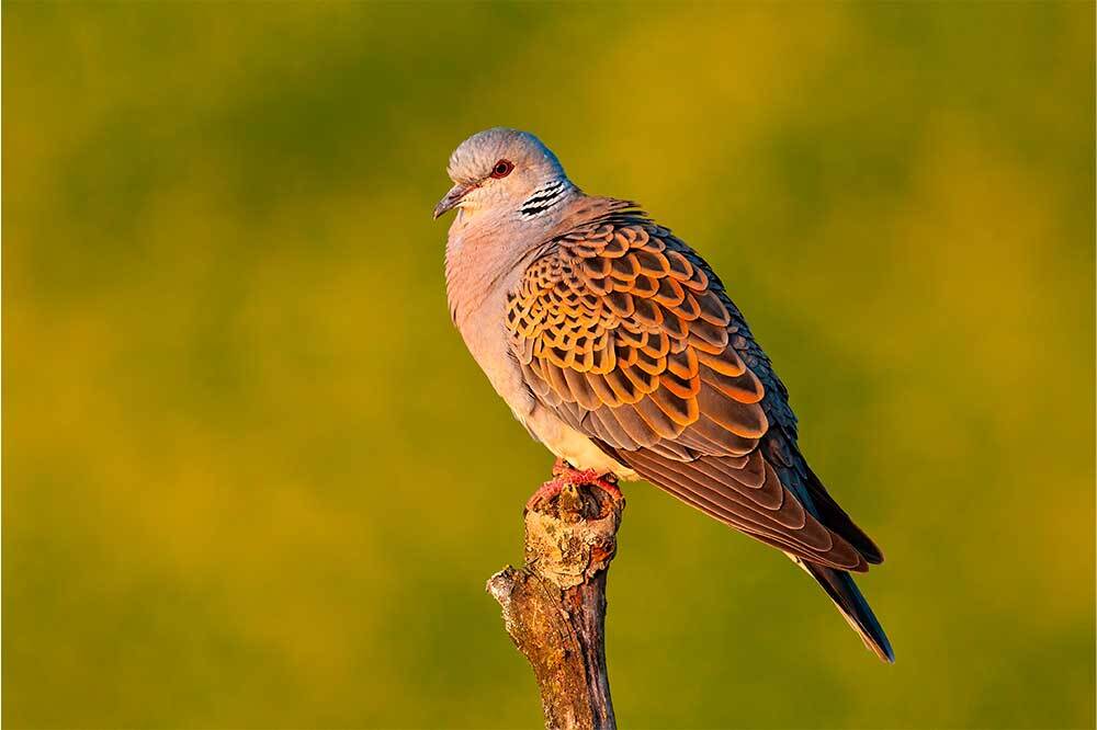Elmabaş Patka ve Üveyik Av Listesinde 1