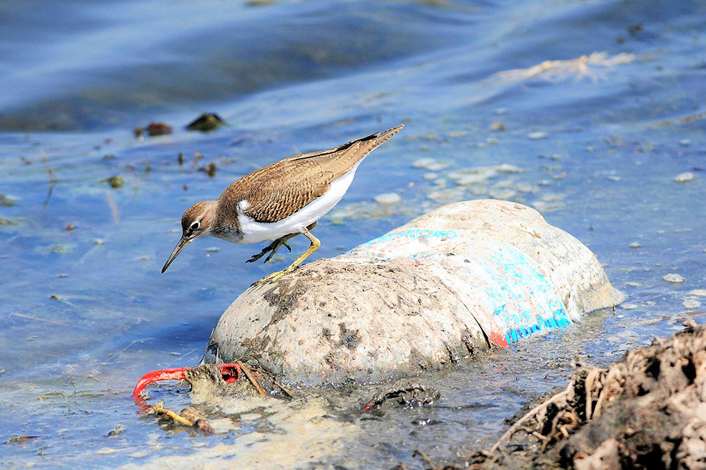Fotoğrafçıların Gözünden: Karadeniz’in Kirliliği 2