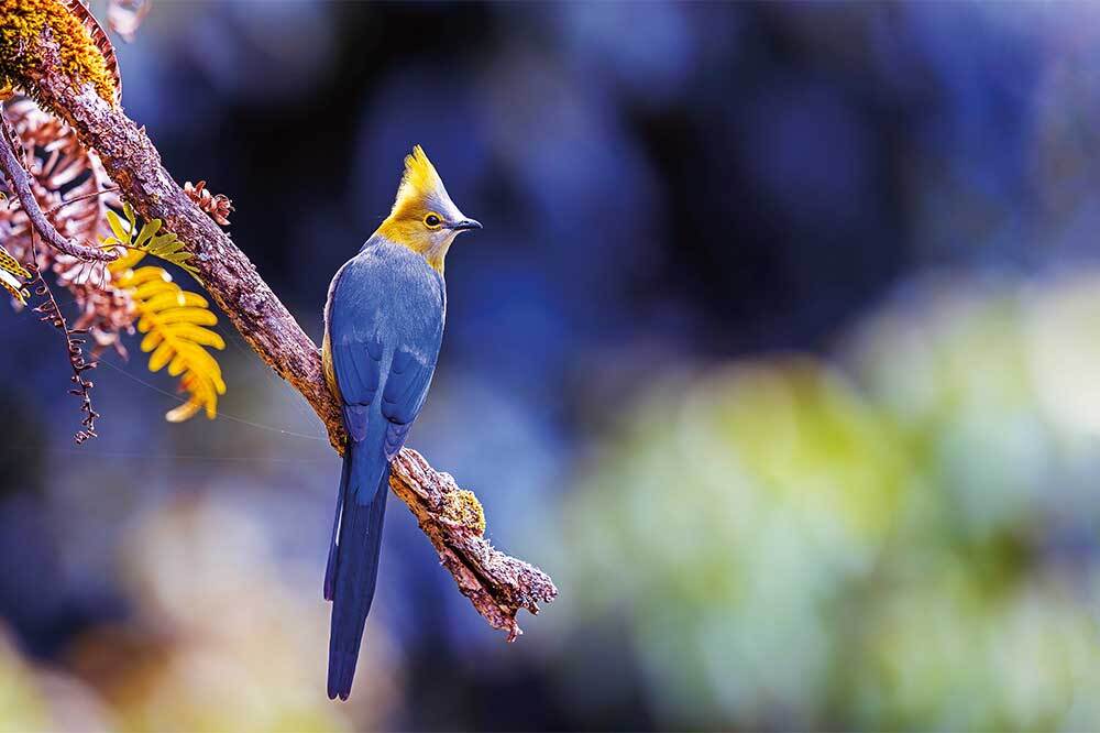 İnsan Egemenliğini Sarsmak 5