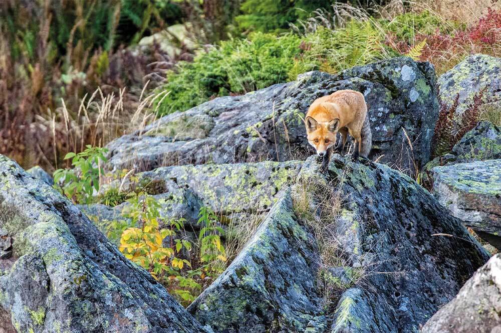 İnsan Egemenliğini Sarsmak 9