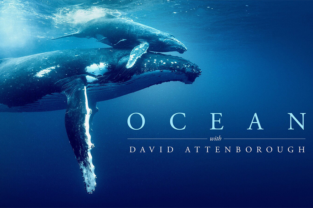 "Ocean with David Attenborough" 7 Mayıs&rsquo;ta, İstanbul'da 1