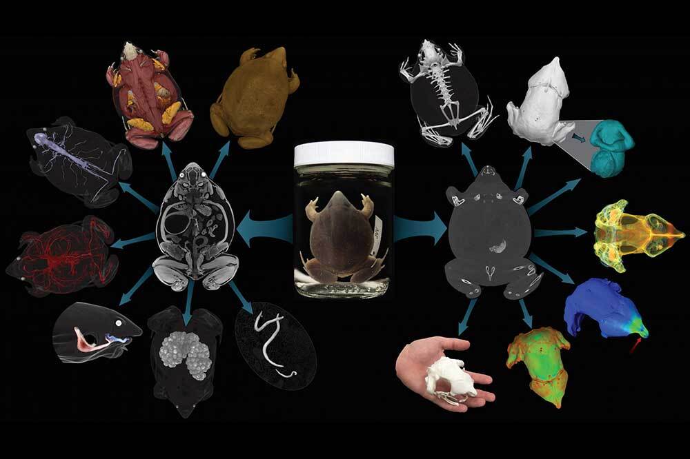 Omurgalılara 3 Boyutlu Bakmak 1