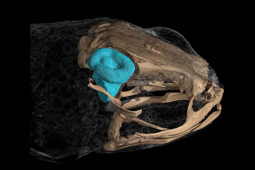 Omurgalılara 3 Boyutlu Bakmak 4